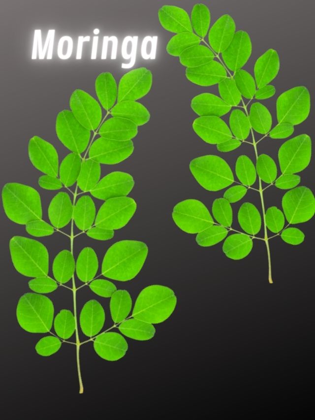 Moringa leaves benefits